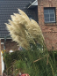 Preview: Pampasgras in Weiß/Silber (cortaderia selloana) im Container